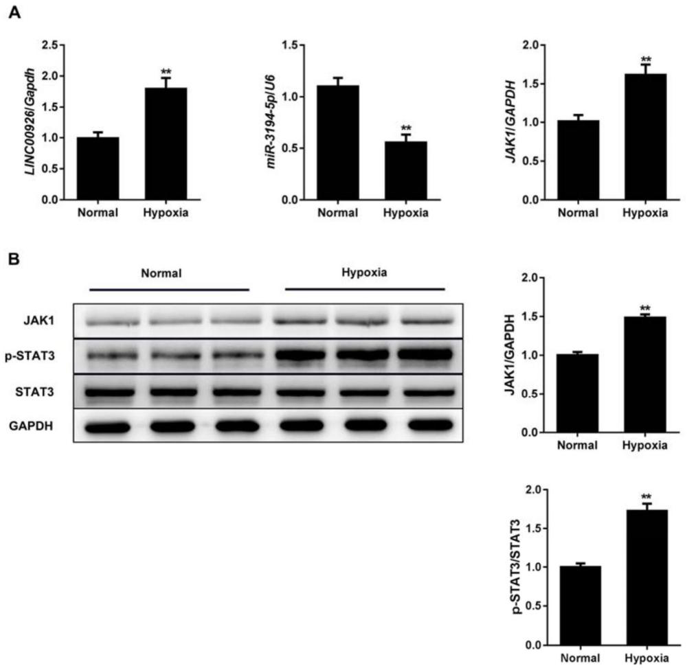 信號(hào)通路在CHD藥物開發(fā)中的應(yīng)用