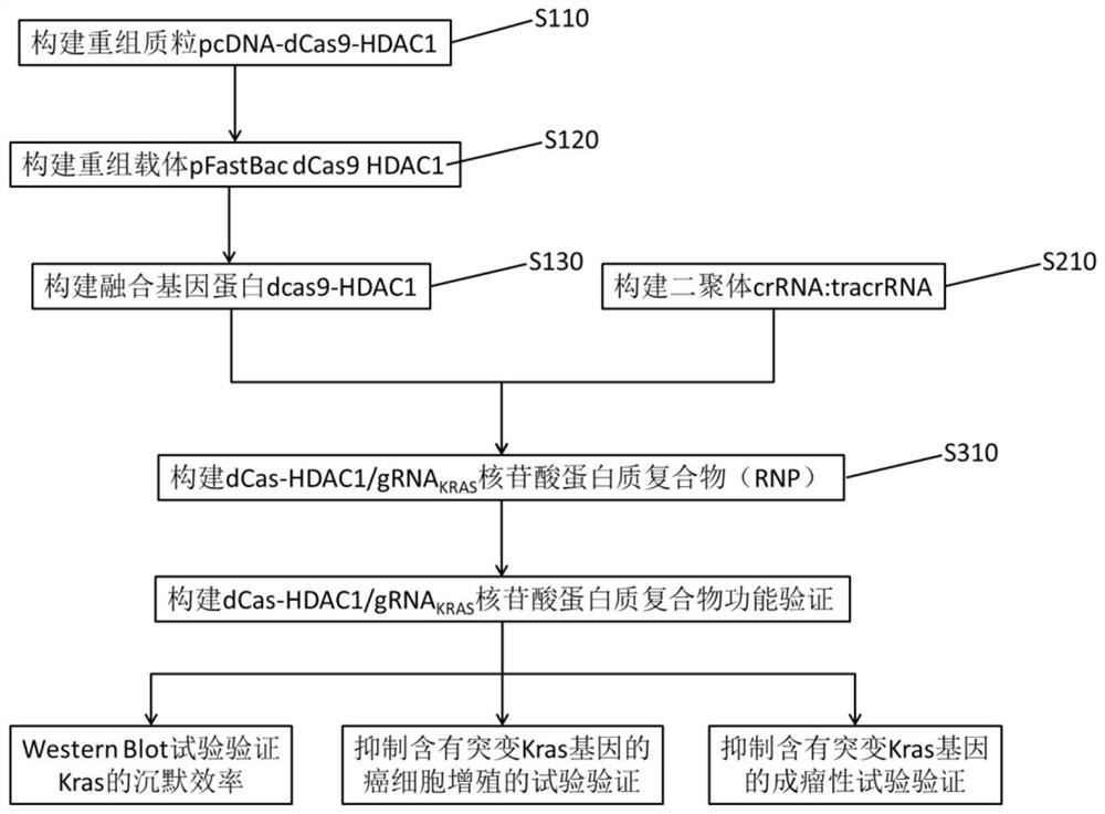 含有靶向突變型KRAS融合基因的重組載體、融合蛋白及蛋白質(zhì)復(fù)合物及其構(gòu)建方法和應(yīng)用