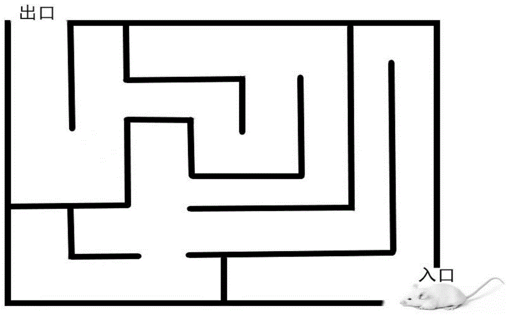 一種黑色食品發(fā)酵型復(fù)合小分子肽、口服液及制備方法和應(yīng)用